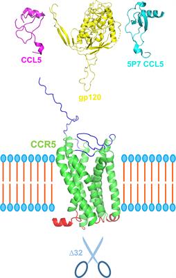 Editorial: CCR5: A receptor at the center stage in infection